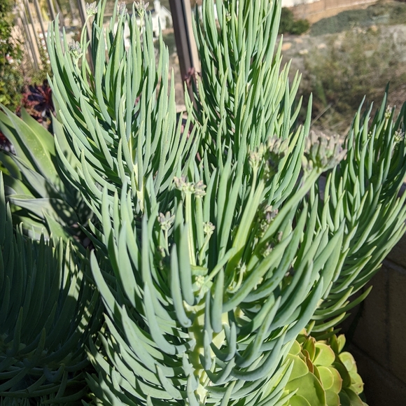 40 Succulent Plant Cuttings Various Types - Picture 12 of 15